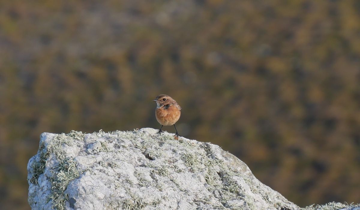 Petit oiseau tarier pâtre sur un rocher du sentier côtier GR34