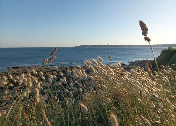 Vue du fort de Bertheaume, lieu touristique du Finistère nord et de Brest, depuis le sentier côtier GR34, pendant une randonnée accompagnée et personnalisée Terre d'écume. Au premier plan, on voit des chatons dorés puis il y a la mer et sur la ligne d'horizon se distingue le fort.