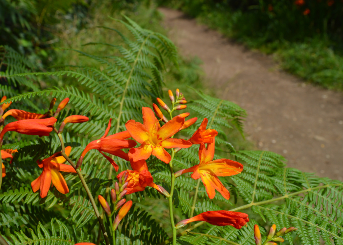 Fleur du sentier côtier GR34 au phare du petit minou Iroise Brest Finistère nord photo prise du sentier côtier GR34 pendant une randonnée accompagnée Terre d'écume.