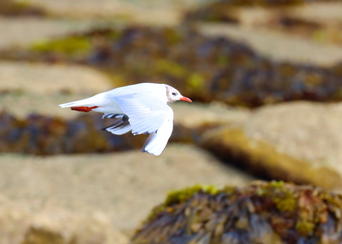 Oiseau marin au phare du petit minou Iroise Brest Finistère nord photo prise du sentier côtier GR34 pendant une randonnée accompagnée Terre d'écume.
