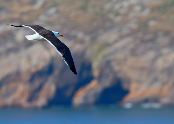 Goëland au phare du petit minou Iroise Brest Finistère nord photo prise du sentier côtier GR34 pendant une randonnée accompagnée Terre d'écume.