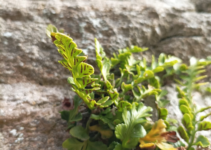 Fougère du sentier côtier GR34 au phare du petit minou Iroise Brest Finistère nord photo prise du sentier côtier GR34 pendant une randonnée accompagnée Terre d'écume.