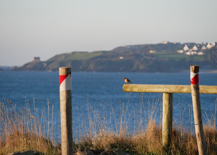 Balade ornithologique vers la plage de Porsmilin. avec Terre d'écume
