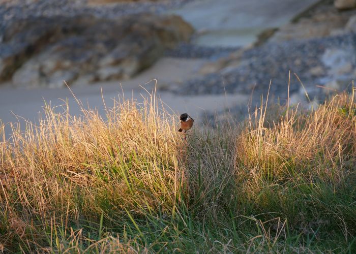 Balade ornithologique vers la plage de Porsmilin. avec Terre d'écume