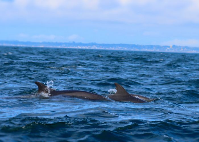 Observation des dauphins du parc marin d'Iroise lors d'une balade méditative avec Terre d'écume